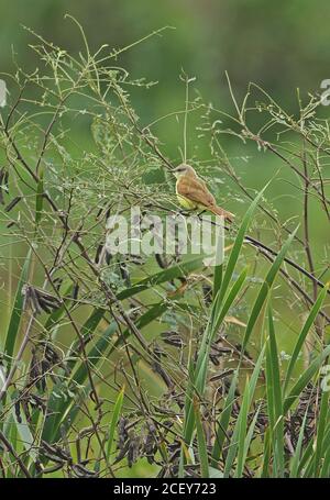 Tyran de bétail (Machetornis rixosa rixosa) adulte perchée dans la végétation humide REGUA, Forêt tropicale de l'Atlantique, Brésil juillet Banque D'Images