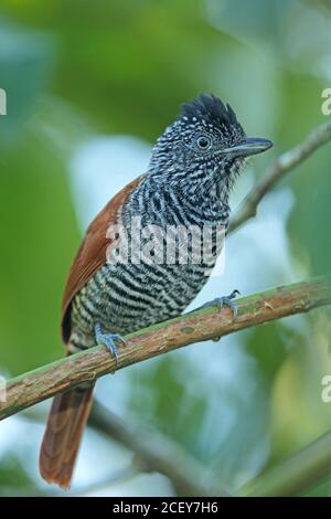 Antchake (Thamnophilus palliatus vestitus) adulte mâle perché sur la branche DE REGUA, Forêt pluviale de l'Atlantique, Brésil juin Banque D'Images