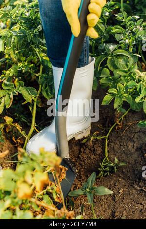 vue partielle de l'agriculteur dans les bottes en caoutchouc creusant le sol champ avec pelle Banque D'Images