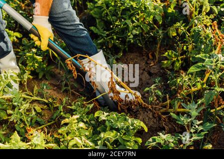 vue partielle de l'agriculteur dans les bottes en caoutchouc creusant le sol champ Banque D'Images