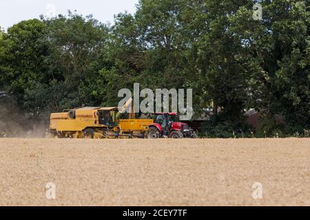 Woodbridge, Suffolk, Royaume-Uni août 02 2020 : la moissonneuse-batteuse récolte du blé mûr - agriculture, agriculture, alimentation, concept de récolte Banque D'Images