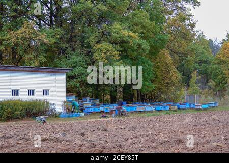 Ruelle avec de vieilles ruches en bois dans la forêt d'automne. Préparation des abeilles pour l'hivernage. Apiculture. Temps chaud dans l'apiaire à l'automne. Banque D'Images