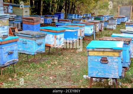 Ruelle avec de vieilles ruches en bois dans la forêt d'automne. Préparation des abeilles pour l'hivernage. Apiculture. Temps chaud dans l'apiaire à l'automne. Banque D'Images