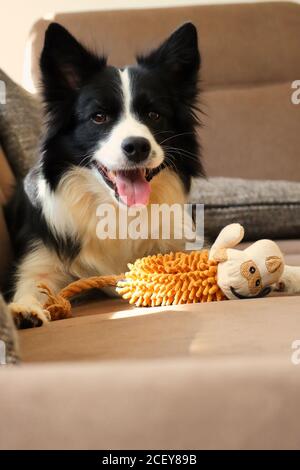 Happy Border Collie repose sur un canapé marron avec son jouet Et Smiles Banque D'Images