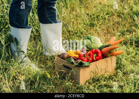 vue partielle du fermier dans les bottes en caoutchouc debout près de la caisse avec des légumes frais Banque D'Images