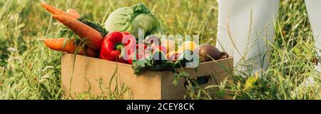 vue de campagne de fermier en bottes en caoutchouc près de caisse en bois avec légumes frais, concept panoramique Banque D'Images