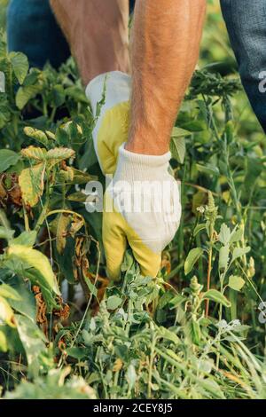 vue partielle de l'agriculteur en gants tirant les mauvaises herbes pendant travail dans les champs Banque D'Images