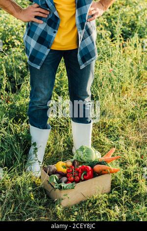 vue rognée du fermier dans des bottes en caoutchouc debout avec les mains sur les hanches près de la boîte avec des légumes frais Banque D'Images