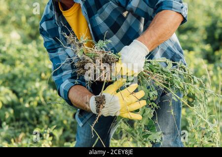 vue rognée de l'agriculteur dans une chemise à carreaux et des gants mauvaises herbes en travaillant dans le champ Banque D'Images