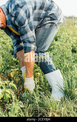 vue rognée du fermier avec des gants et des bottes en caoutchouc tirant sortir les mauvaises herbes dans le champ Banque D'Images