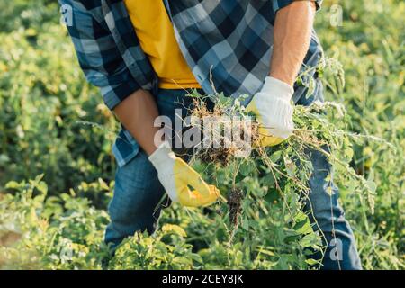 vue partielle de l'agriculteur dans une chemise à carreaux et des gants mauvaises herbes en travaillant dans le champ Banque D'Images