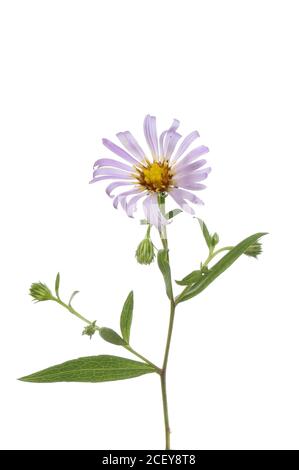 Michaelmas-Daisy, Aster novi-belgii, fleurs et feuillage isolés contre le blanc Banque D'Images