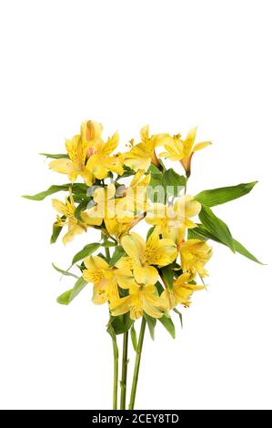 Fleurs d'alstroemeria jaunes isolées contre le blanc Banque D'Images