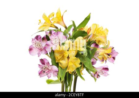 Fleurs d'alstroemeria jaune et violet isolées contre le blanc Banque D'Images