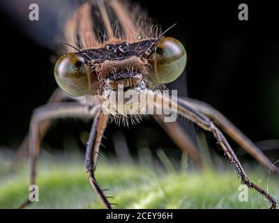 Près d'un Damselfly Banque D'Images