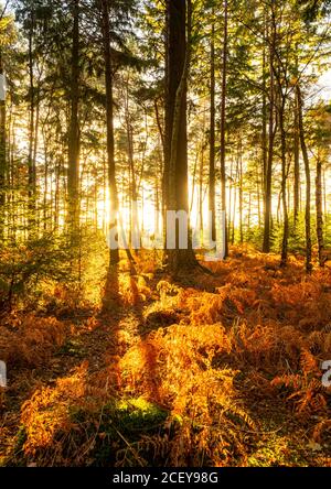 Lumière du soleil qui brille à travers Vinney Ridge dans la New Forest, Hampshire Banque D'Images