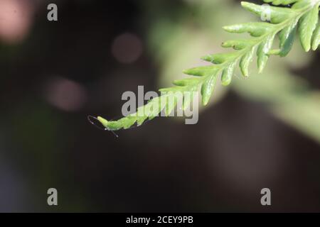 les feuilles de fern sont capturées à l'aide d'un objectif macro Banque D'Images