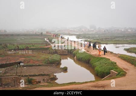 Antananarivo, Madagascar - 07 mai 2019: Des Malgaches inconnus et leurs bêtes de zébu marchant sur des rizières boueuses inondées à travers la route de l'argile, brouillard i Banque D'Images