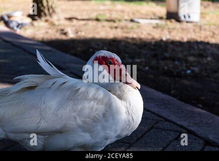 Gros plan portrait sourire Muscovy Duck, Cairina moschata, debout sur un pré Banque D'Images