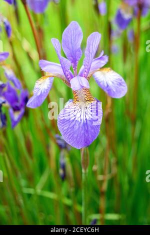 Une seule fleur de l'iris violet sans barbe dans la vue portait contre un arrière-plan flou de fleurs de vert et d'autres violettes Banque D'Images