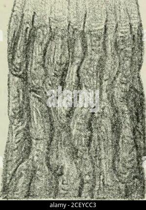 . Die Forstinsekten Mitteleuropas; ein Lehr- und Handbuch. Banque D'Images