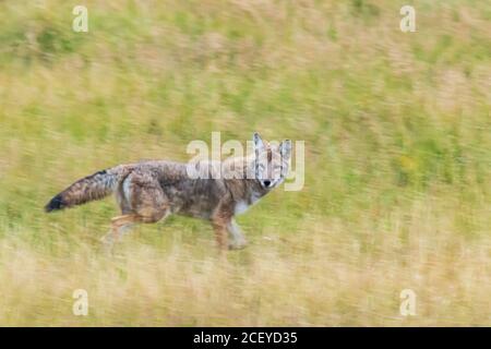 Vue latérale du coyote en regardant vers l'appareil photo en flou mouvement courant dans l'herbe Banque D'Images