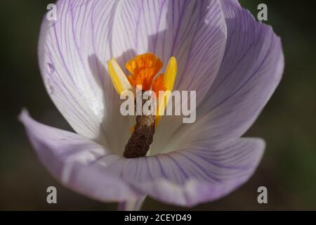 La chenille d'un sous-aile moins jaune (Noctua vient) mange la fleur d'un crocus. Papillons de nuit de la famille des Owlet (Noctuidae). Pays-Bas, mars Banque D'Images