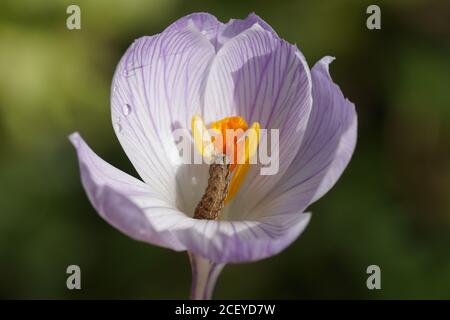 La chenille d'un sous-aile moins jaune (Noctua vient) mange la fleur d'un crocus. Papillons de nuit de la famille des Owlet (Noctuidae). Pays-Bas, mars Banque D'Images