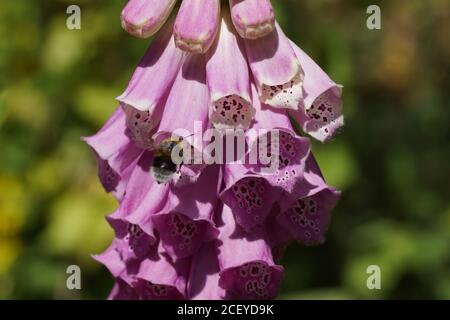 La famille des plantains (Plantaginaceae) et la famille des apidés (Bombus hortorum). Printemps dans un jardin hollandais. Banque D'Images