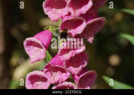 La famille des plantains (Plantaginaceae) et la famille des apidés (Bombus hortorum). Printemps dans un jardin hollandais. Banque D'Images