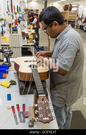 Ouvriers construisant et assemblant des guitares à l'usine Taylor Guitar de Tecate, au Mexique. Ce travailleur est en train de étrangler la guitare. Banque D'Images