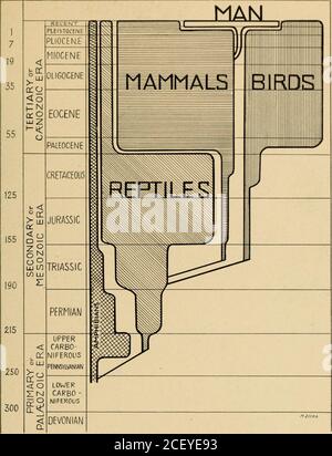 . Notice guide. IJT^/^^- J ^VII,* fin. 34, L'HOMME PARMI LES PRIMATES (Tableau mural 6) [76] INTRODLCnON IO ANATOMIE HUMAINE. Avec la permission de G. P. Putnams Sons Fig. 35. L'ÉMERGENCE DU MANS EN TEMPS GÉOLOGIQUE. Chiffres au niveau de gauche pour des millions d'années depuis le début de la période, selon le taux d'emana-tion radium des minéraux d'uranium, basé sur des estimations de barils [77] Banque D'Images