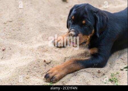 Jeune chiot Rottweiler avec du sable sur le nez Banque D'Images