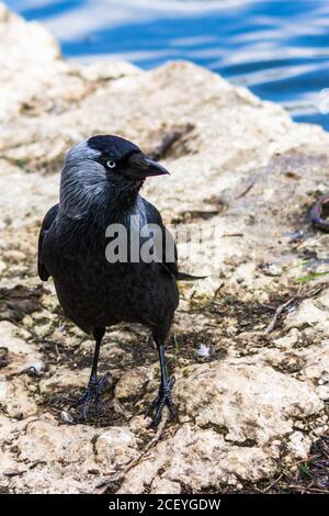 Une vue portrait d'un Jackdaw occidental, Coloeus monedula spermologus, qui se trouve sur le quai à côté d'un lac Banque D'Images