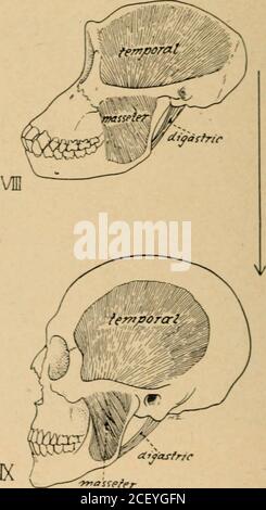 . Guide. ?&gt;yias^pfer avec la permission de G. P. Putnams Sons Fig. 24. ÉVOLUTION DES MUSCLES JA. I. requin {Cblamydoselachus). ILLobc-finncd ganoïde iFolyptenis). . Amphibiens primitifs (Eryops). IV, reptile de type Primitivemammal {Scyninognathus). V. reptile avancé de type mammifère (Cyiognogna-tlms). VI Opossum. II Primate primitif {Notbarctiis). VIII Chimpanzé. Man. Moderne IX. De notre visage de poisson à homme par William K. Gregory. n48 3 INTRODUCTION À L'ART HUMAIN ANA lOMY Banque D'Images