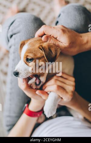 Adorable chiot Jack Russell Terrier jouant dans les mains du propriétaire. Portrait d'un petit chien. Banque D'Images