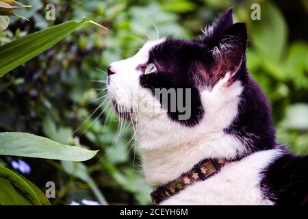 Chat noir et blanc Banque D'Images