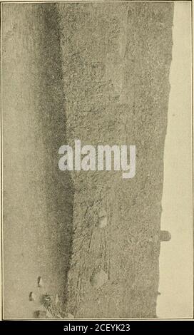 . Confirmations scientifiques de l'histoire de l'ancien Testament. n du pont de basalte (p. 157). La troisième théorie est celle présentée par le Dr J. S. New-berry, une autorité tout aussi éminente, qui a visité le lieu en 1855, dans le cadre de l'enquête sur le chemin de fer du Pacifique, et est une théorie que M. S. Prentiss Baldwin ANDI a été amené à adopter de façon indépendante lorsque nous avons visité le site en 1890, et dont les pho-tographes d'accompagnement semblent être une démonstration complète. En vertu de cette théorie, le fleuve Columbia avait, avant la croissance de la forêt enterrée, coupé une gorge complète à travers l'obstruction présentée par le fourmis Banque D'Images