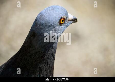 Pigeon Banque D'Images