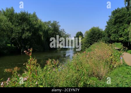 Un paysage boisé le long de la rivière Medway à Teston près Maidstone Banque D'Images