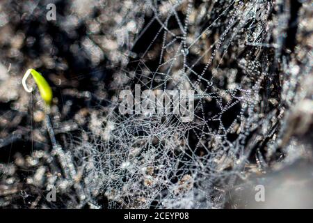 toiles d'araignée recouvertes de gouttes de rosée Banque D'Images