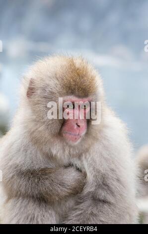 Wild Snow Monkeys (macaque japonais) au Parc des singes de Jigokudani Yaen dans la préfecture de Nagano, au Japon Banque D'Images