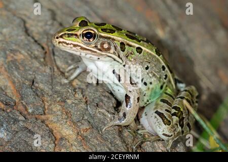 Gros plan sur la grenouille léopard (Lithobates sphenocephalus), Ames, Iowa, États-Unis. Banque D'Images