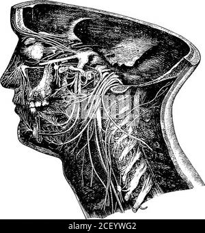 . Physiologie humaine. Ommunicationentre le cerveau et la corde, et est donc important comme milieu d'aconducting. Il possède également des propriétés semblables à celles de la moelle épinière, qui seront expliquées dans notre prochaine leçon. De la sous-surface du cerveau, douze paires de nerfs sont données.ces derniers sont appelés les nerfs crâniens, et sont numérotés de l'avant vers l'arrière. 184 PHYSIOLOGIE ÉLÉMENTAIRE la première paire est les nerfs olfactifs ou les nerfs de l'odorat. Ceux-ci sont les nerfs sensoriels ou afferents, dont les fibres sont fournies à la muqueuse du nez. La deuxième paire est le capteur Banque D'Images