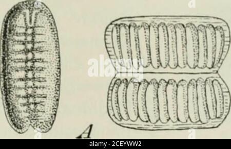 . Die Forstinsekten Mitteleuropas; ein Lehr- und Handbuch. Banque D'Images