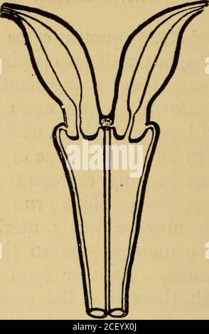 . Maladies des femmes. Un guide clinique de leur diagnostic et de leur traitement. Figure 166.—Schéma illustrant l'utérus Fig. 167-—diagramme illustrant uterusbicornis avec des didelphys de développement imparfaits. (Giles.) d'une moitié. (Giles.) Banque D'Images