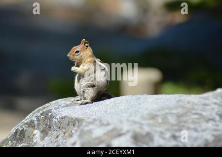 Une photo en gros plan d'un écureuil doré (Callospermophilus lateralis) Ou Chipmunk de Californie assis sur le rocher à Emerald Bay zone Banque D'Images