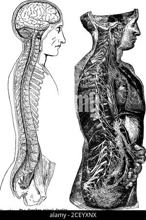 . Physiologie humaine. ot producemotion par leur propre contraction, mais par leur influence sur les thépuscules dans lesquels leurs fibres se terminent. Le système nerveux se compose de deux parties distinctes, appelées le système thécerebrospinal et le système syinpatpétique. Le système cérébro-spinal se compose du cerveau, de la spinalomale et de tous les nerfs donnés du cerveau et de la moelle.tous les animaux vertébrés possèdent un tel système. Les fibres nerveuses du système cérébro-spinal sont distribuées principalement au theskine, ce qui nous donne le sens du toucher ; aux autres organes du sens – le nez, la langue, l'oreille et l'œil ; et aussi t Banque D'Images