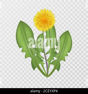 Pissenlit fleur sur un fond transparent isolé.plante officinale. Gros plan.3D. Un élément pour la conception. Illustration vectorielle réaliste. Illustration de Vecteur