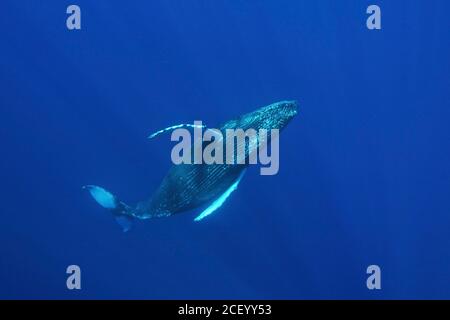 Une baleine à bosse nage sous l'eau dans le sanctuaire marin national de la baleine à bosse des îles hawaïennes, au large de la côte de Kihei, Maui, Hawaii. Les îles hawaïennes sont les principales aires de reproduction hivernales de la population de baleines à bosse du Pacifique Nord. Banque D'Images